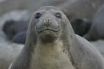 Elephant Seal