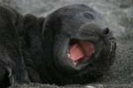 Elephant Seal Pup