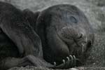 Elephant Seal Pup