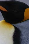 King Penguin