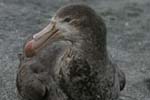 Giant Petrel