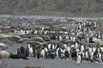 King Penguins and Elephant Seals