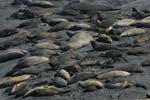 Elephant Seals on Beach