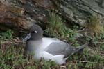 Light-Mantled Sooty Albatross