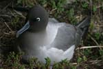 Light-Mantled Sooty Albatross