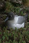 Light-Mantled Sooty Albatross