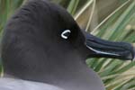 Light-Mantled Sooty Albatross