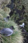 Light-Mantled Sooty Albatross