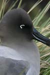 Light-Mantled Sooty Albatross