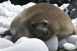 Elephant Seal