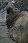 Elephant Seal Bull