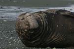 Elephant Seal Bull