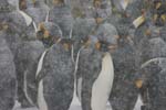 King Penguins