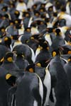 King Penguins