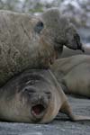 Elephant Seals