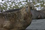 Elephant Seal Bull