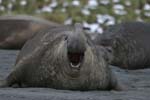 Elephant Seal Bull