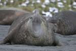 Elephant Seal Bull