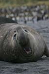 Elephant Seal Bull