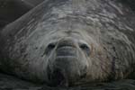 Elephant Seal Bull