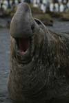 Elephant Seal Bull