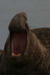 Elephant Seal Bull