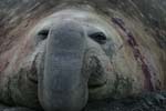 Elephant Seal Bull