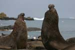 Elephant Seal Bulls Fighting