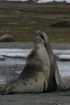 Young Elephant Seals Mock-Fighting