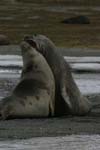 Young Elephant Seals Mock-Fighting