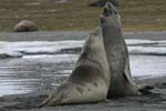 Young Elephant Seals Mock-Fighting