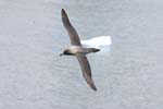 Light-Mantled Sooty Albatross