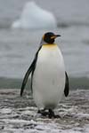 King Penguin