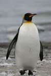 King Penguin