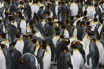 King Penguins