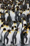 King Penguins