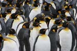 King Penguins