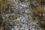 King Penguin Feathers