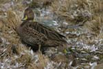 Brown Pintail