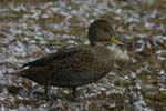 Brown Pintail