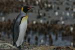 King Penguin