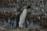 King Penguin