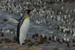 King Penguin