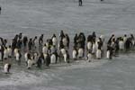 King Penguins