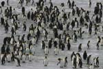 King Penguins