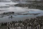 King Penguins