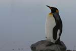 King Penguin