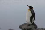 King Penguin