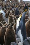 King Penguin and Chick