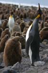 King Penguin and Chick